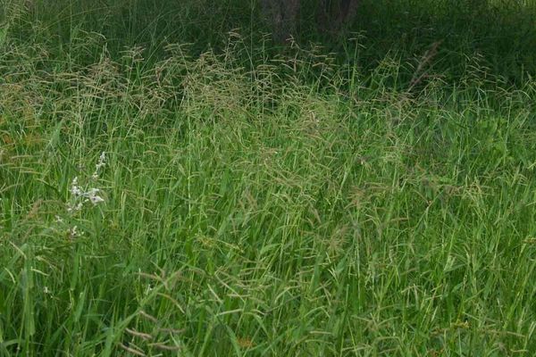 Herringbone grass