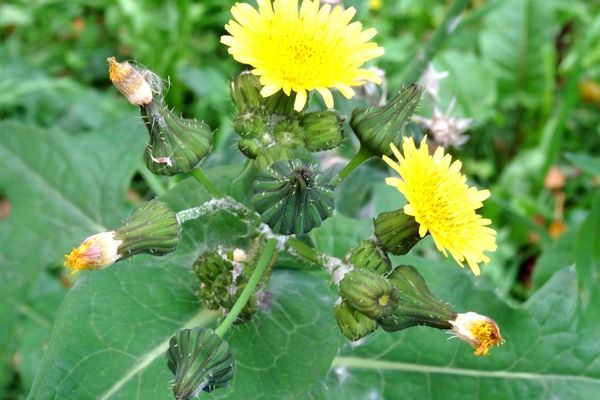 False hawkbit