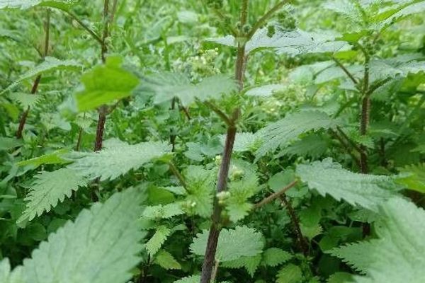 Roman nettle