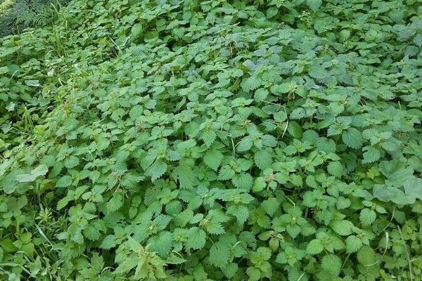 Burning nettle