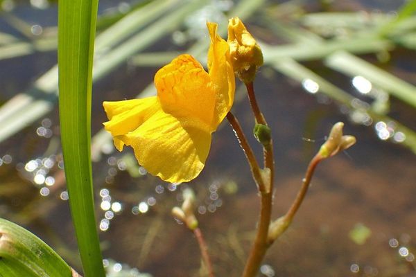Bladderwort