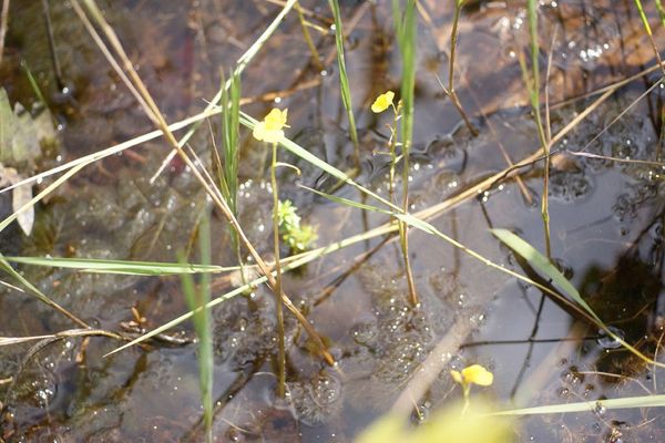 Leafy bladderwort