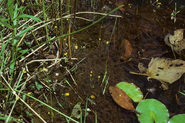 Humped bladderwort