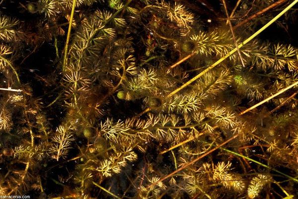 Flatleaf bladderwort