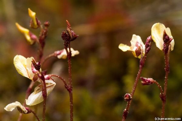 Lesser bladderwort