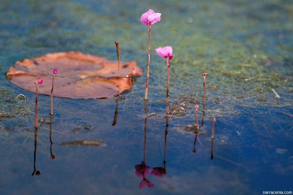 Eastern purple bladderwort