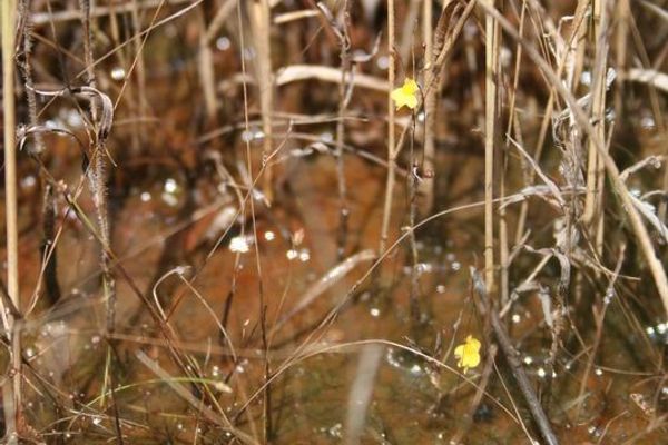 Zigzag bladderwort