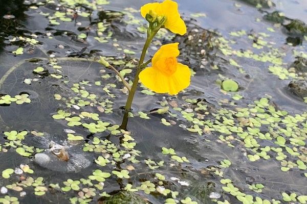 Greater bladderwort
