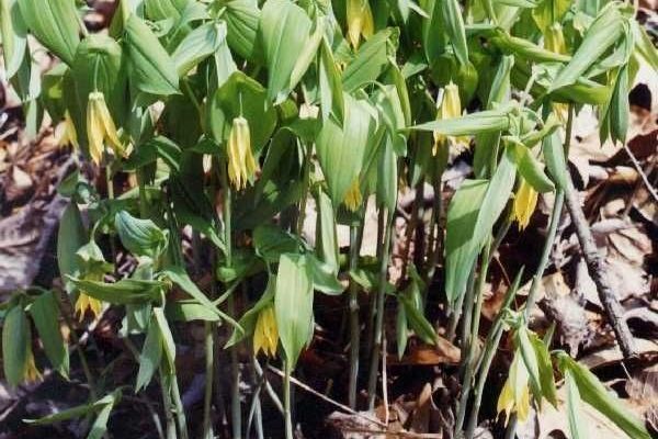Bellwort