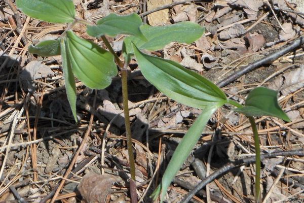 Sessile-leaf bellwort