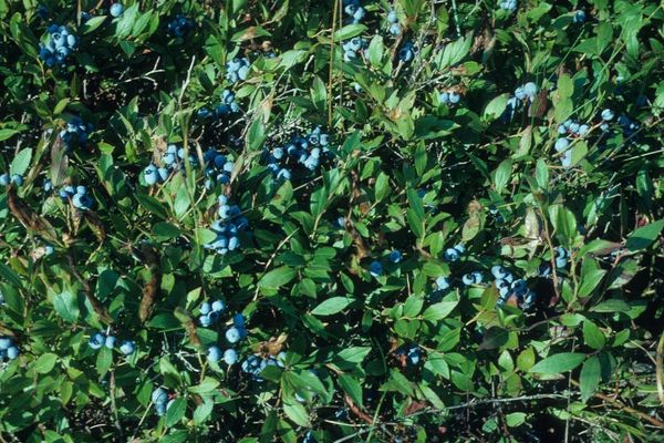 Early lowbush blueberry