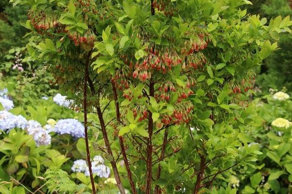 Vaccinium cylindraceum