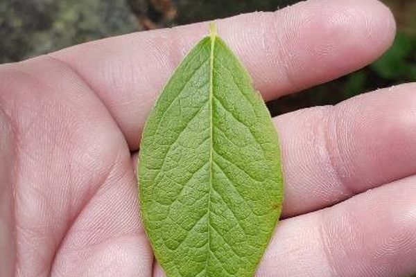 Hairy highbush blueberry