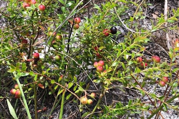 Evergreen blueberry