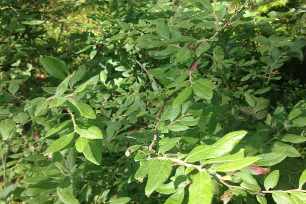 Canada blueberry