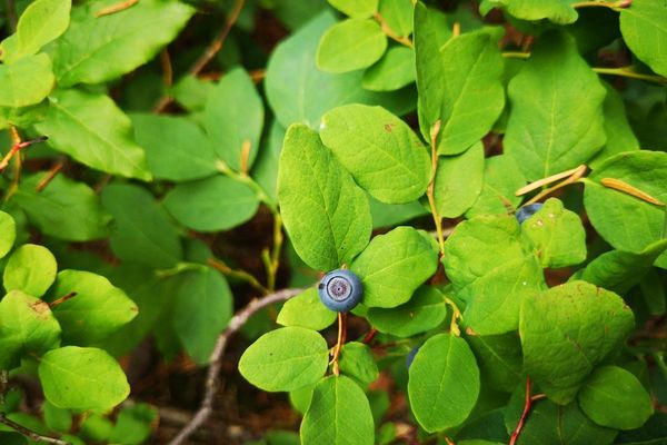 Early blueberry