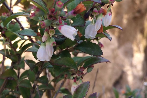 California-huckleberry