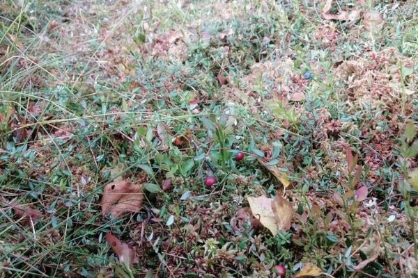 European cranberry