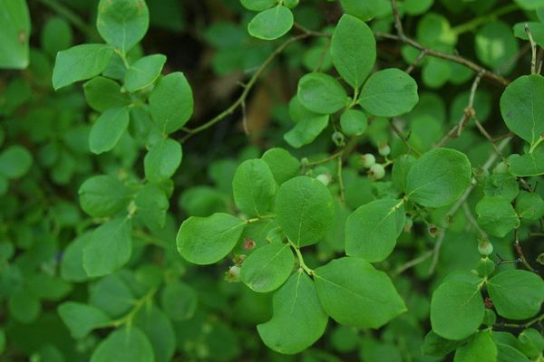 Dryland blueberry