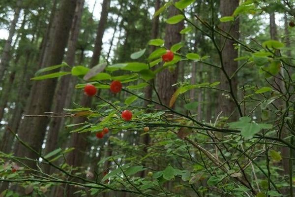 Red-huckleberry