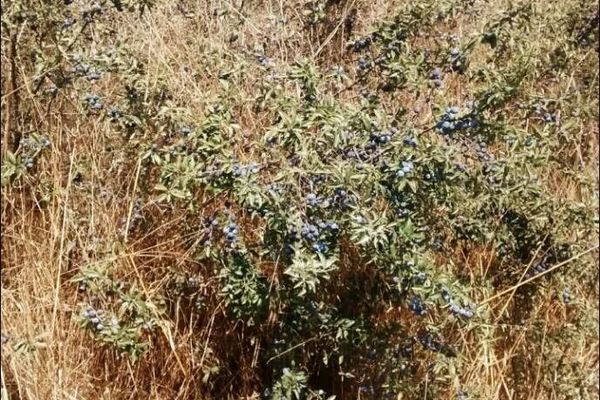 Bog blueberry