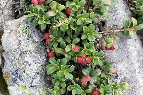 Cowberry