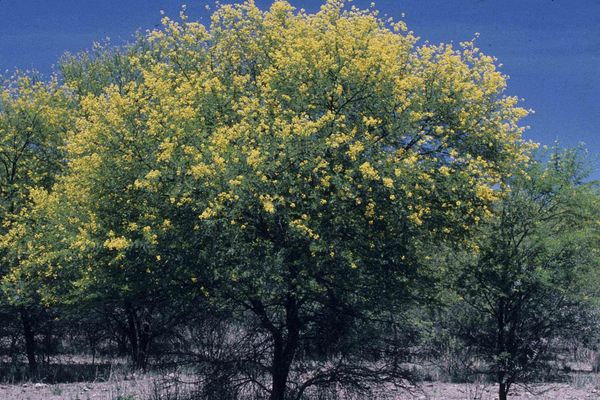 Vachellia karroo