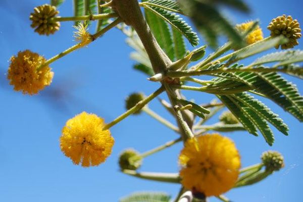 Vachellia nilotica