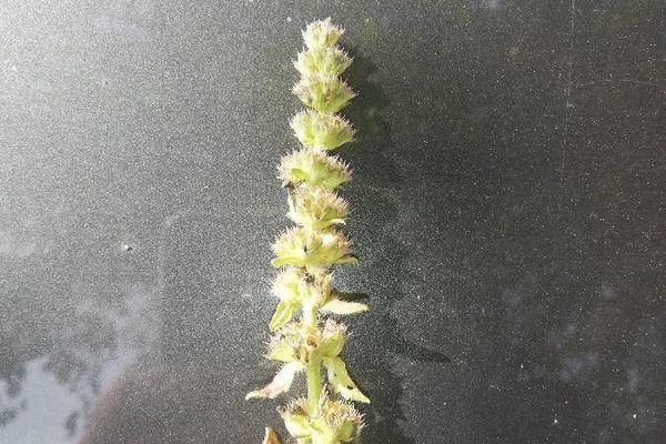Valantia hispida