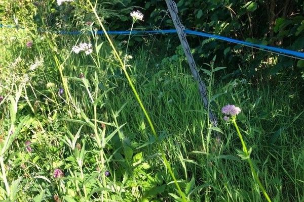Marsh valerian