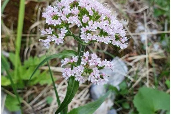 Dwarf valerian