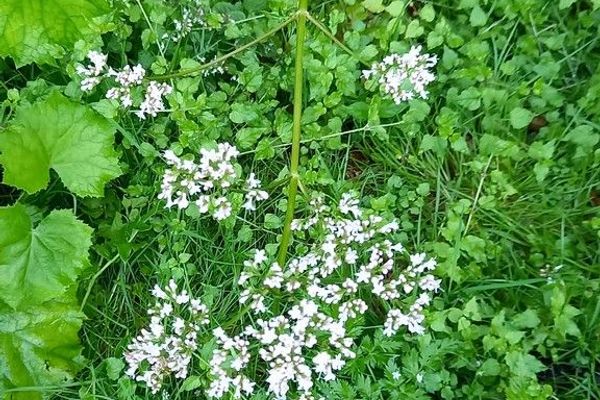 Garden-heliotrope