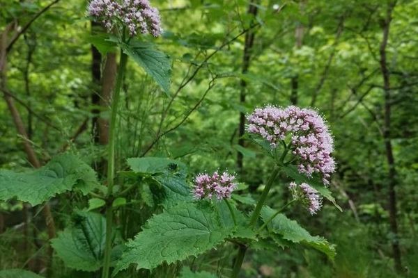 Pyrenean valerian
