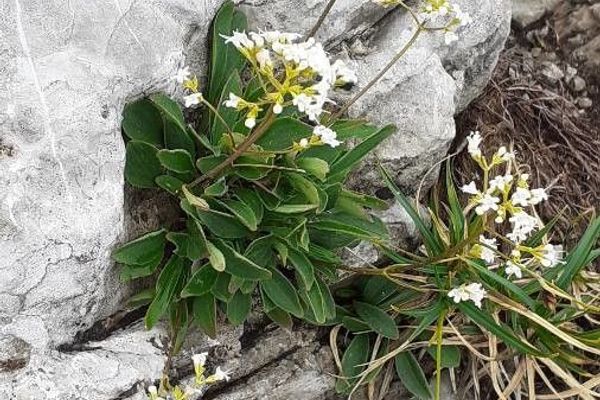 Alpine valerian