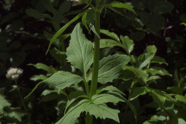 Pacific valerian