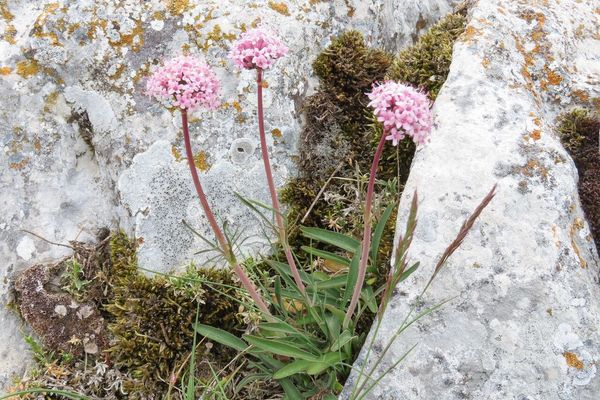 Tuberous valerian
