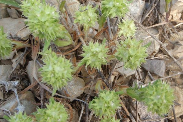 Crowned cornsalad