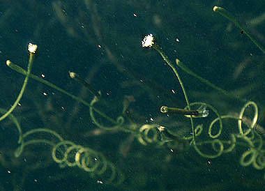 Eelgrass