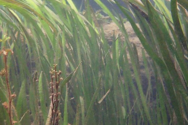 Coiled vallisneria