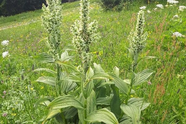 White veratrum