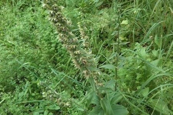 California veratrum