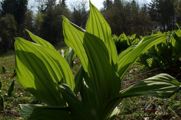 Veratrum lobelianum