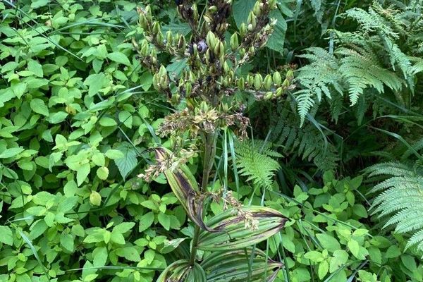 Black veratrum