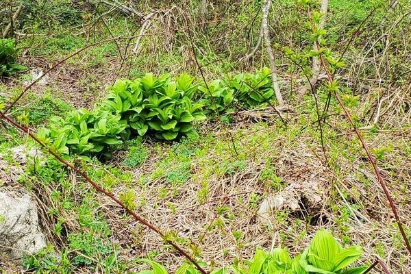 American false hellebore