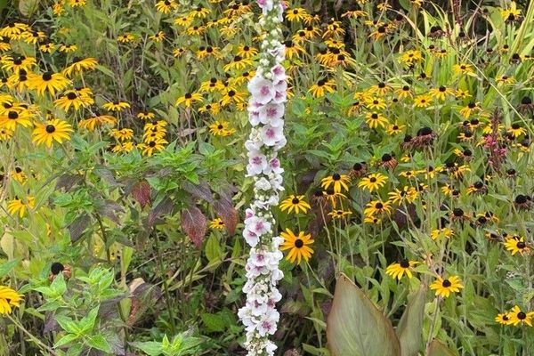 Nettle-leaf mullein