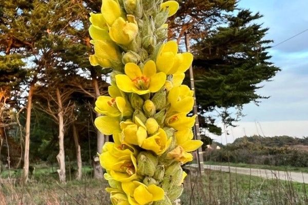 Dense-flower mullein