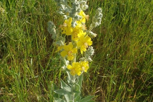 White mullein