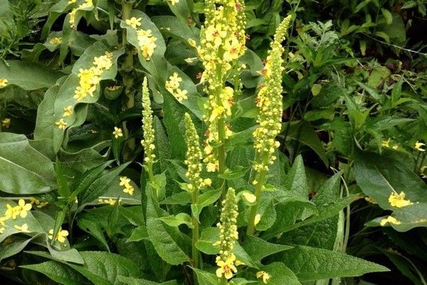 Dark mullein
