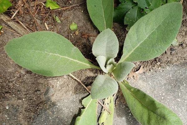 Orange mullein