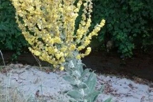 Broad-leaf mullein